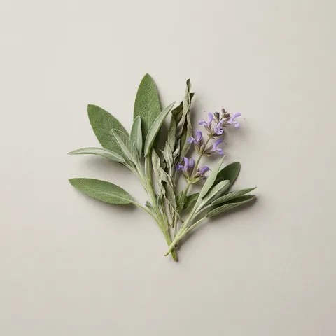 Sage