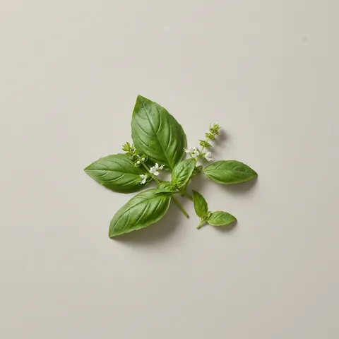 Basil