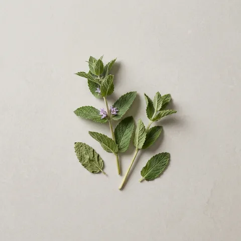 Wild Mint