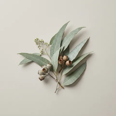 Eucalyptus
