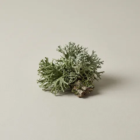 Oakmoss