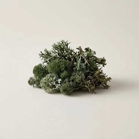 Moss