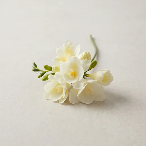 Freesia