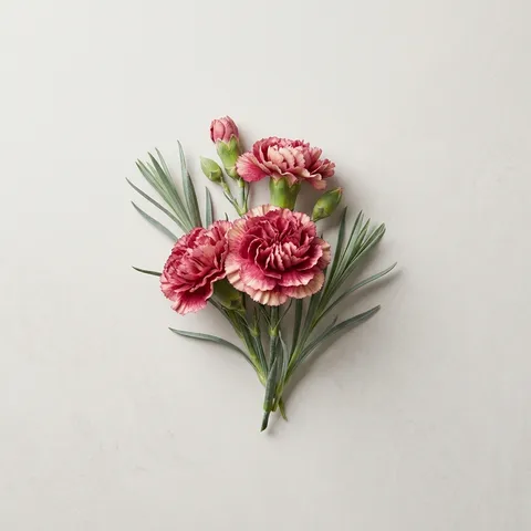 Carnation