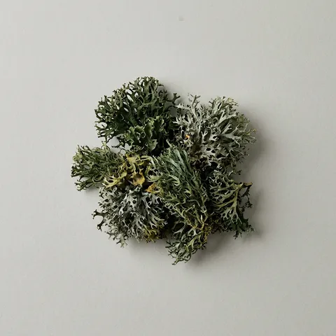 Tree Moss