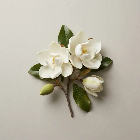 Magnolia