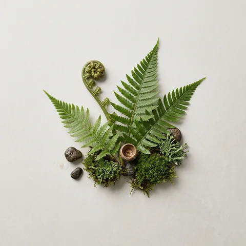 Fern