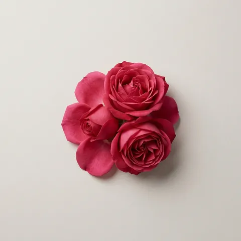 Damask Rose