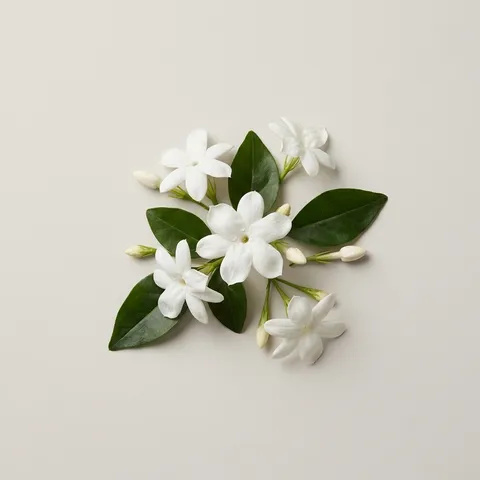 Jasmine Sambac