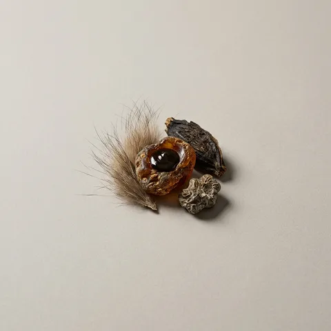シベット