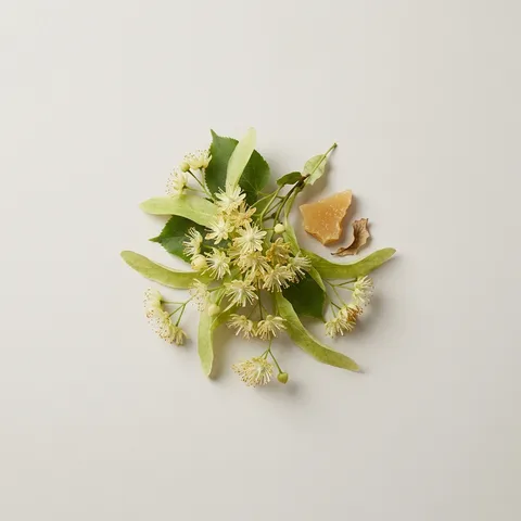 Linden Blossom