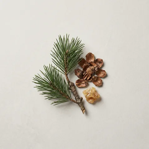 Pine Tree