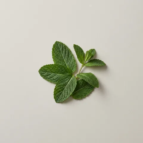 Mint