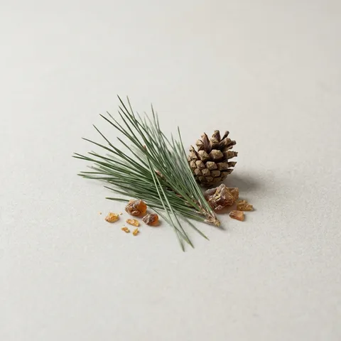 Pine Needle