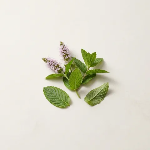 Spearmint