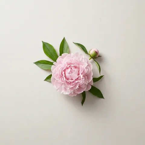 Peony