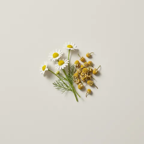 Chamomile