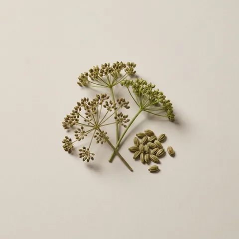 Angelica Seed
