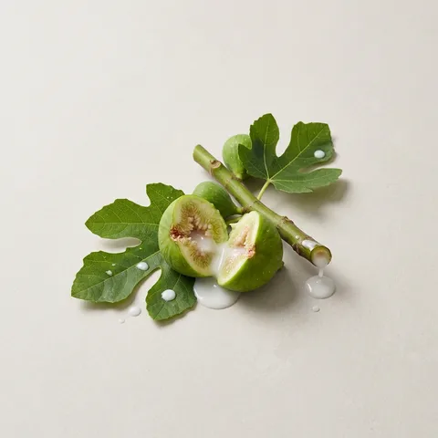 Fig Sap