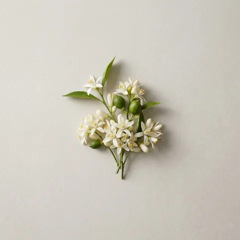 Lemon Blossom