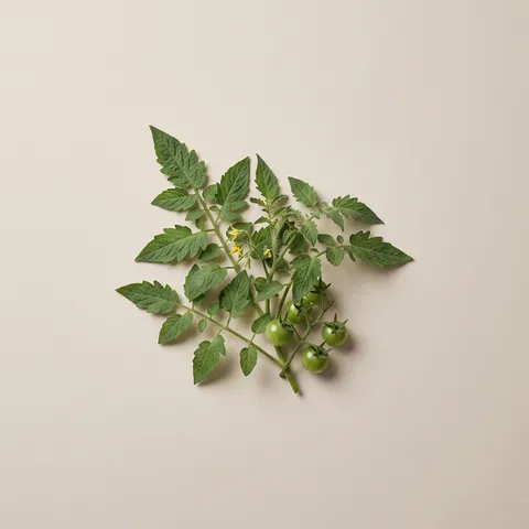 Tomato Leaf