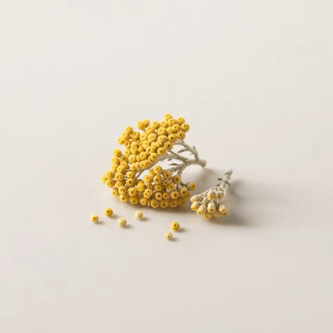 Immortelle