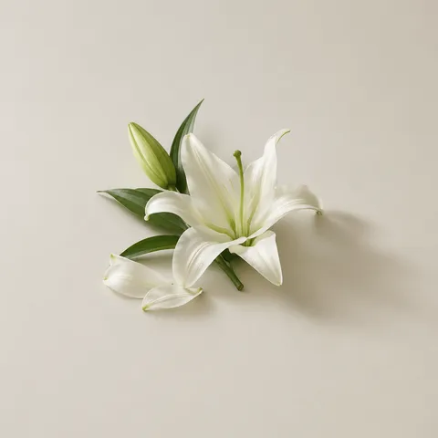 Lily