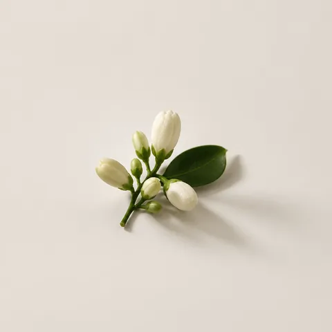 Neroli Bud