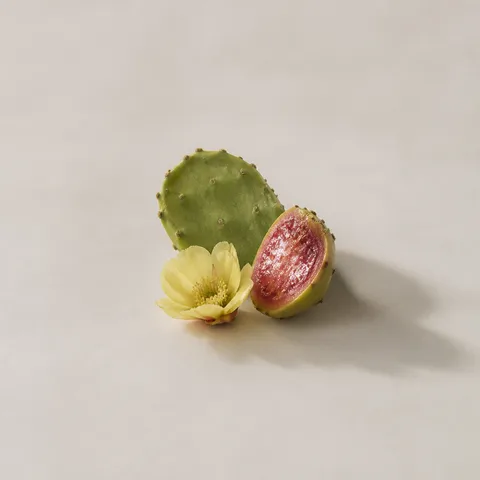 Opuntia