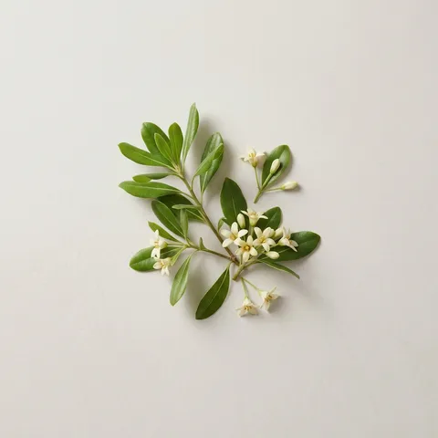 Pittosporum
