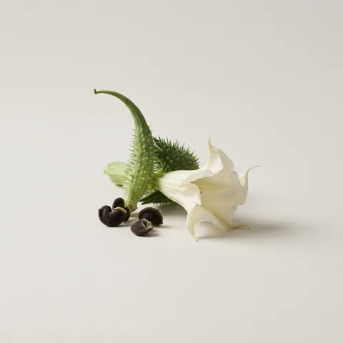 Datura
