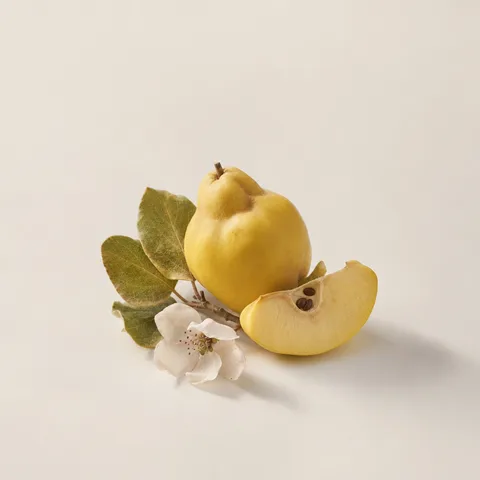 Quince