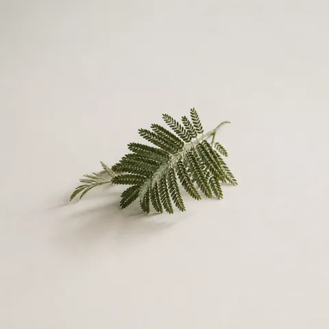 Jacaranda Leaves