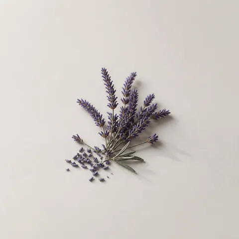 Lavender Flower Accord