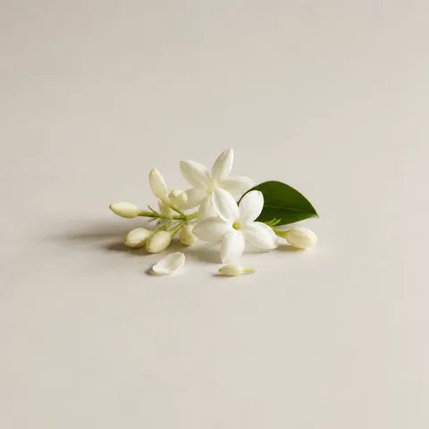 Egyptian Jasmine