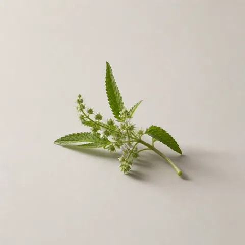 Verbena
