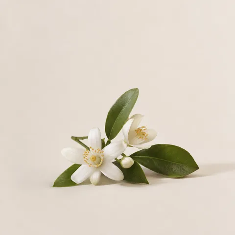 African Orange Flower