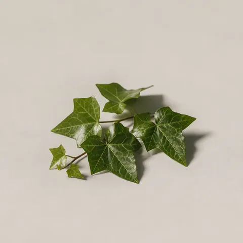 Ivy Leaves