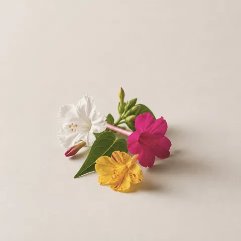 Mirabilis Jalapa