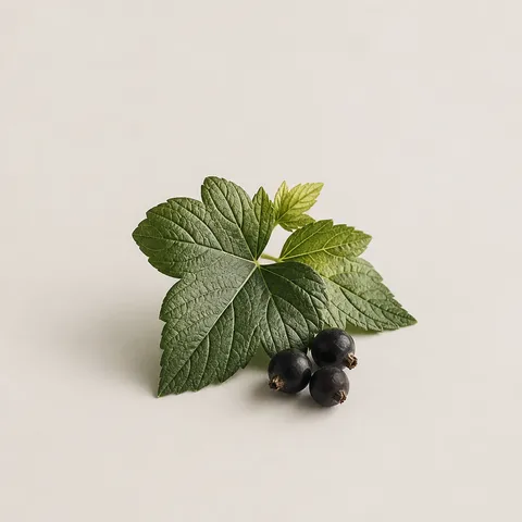 Blackcurrant Leaf
