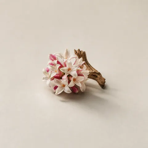 Daphne Flower Accord