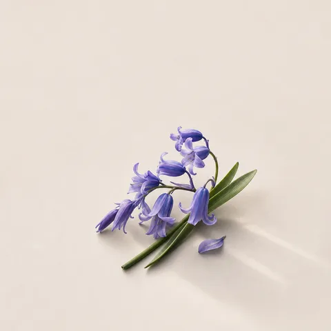 Bluebell