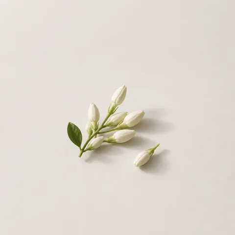 Jasmine Bud