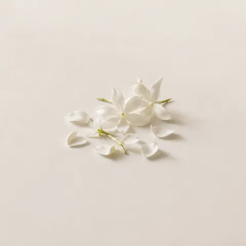 Jasmine Petals