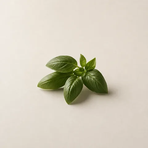 Basil Grand Vert