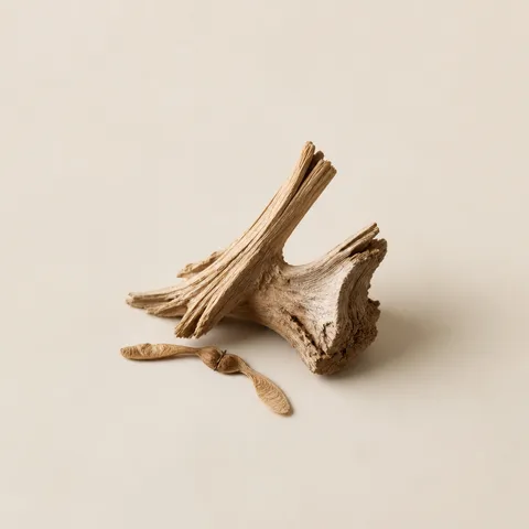 Sycamore Wood