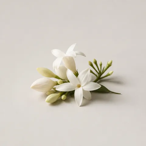 Jasmine Grandiflorum Superinfusion