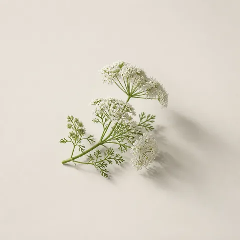 Carrot Blossom