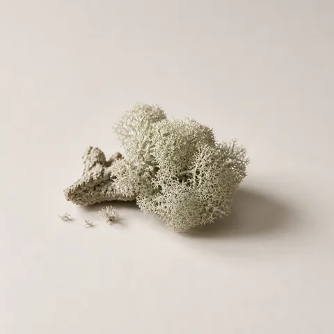 White Moss