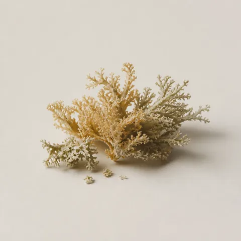 Sea Moss